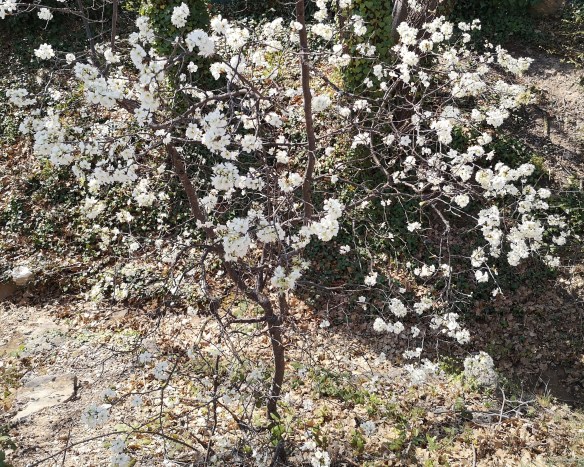 IMG_20200329_134955cropped